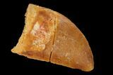 Serrated, Baby Carcharodontosaurus Tooth - Morocco #169677-1